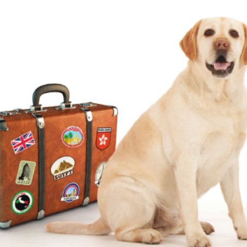 Pet supplies &amp; pet. Картинки pets. Pets. Boarding for pets. Картинки kinito pet.