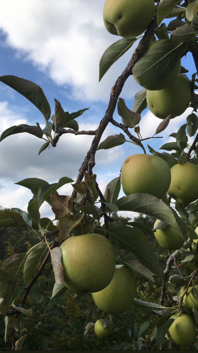 ErinAlMehairi's tweet photo. We had the best time apple picking with the girls tonight at Apple Hill Orchards and having THE best apple donuts Iβve ever tasted! Ended up a beautiful fall Midwest evening together. ππΎπ #applepicking #appleorchards #appledonuts #weekends https://t.co/LZv3CEdo2r