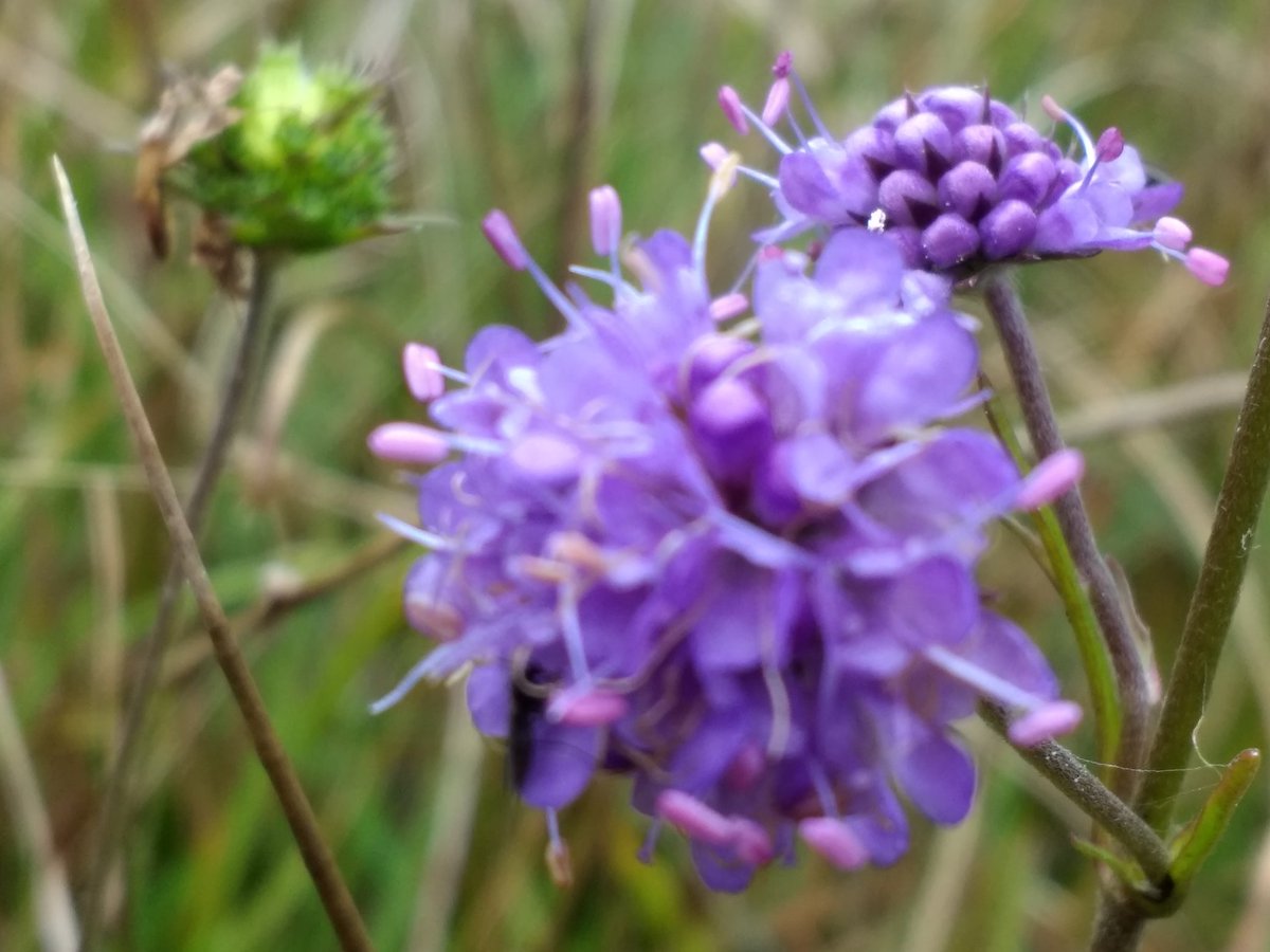 Devilsbit scabious happy in the flushes on Loughrigg
#wildflowerhour