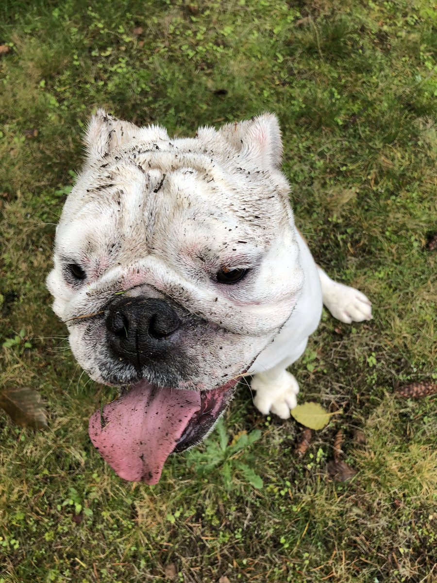 bourbon_karalyn's tweet photo. It has been wet here so my ball was filthy & so am I 😂😂😂 it was so fun I don’t care how dirty I am 😛😛😛⚽️⚽️⚽️⚽️ #sundayfunday #nuggetsbigball #imdirty https://t.co/48yEBu0EVN