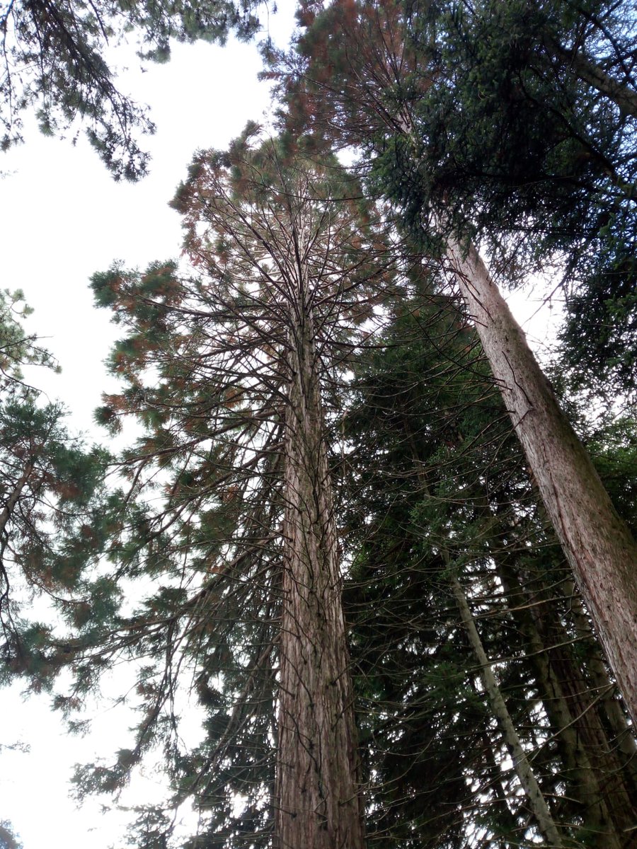 WWFMolise's tweet photo. I visitatori sono stati invitati a condividere idee su attività da realizzare e modalità di gestione dell'area e insieme agli specialisti hanno contribuito a una prima classificazione delle specie arboree e arbustive esistenti #UrbanNature #Molise #togetherpossible @WWFitalia https://t.co/Lr60BHjeWi