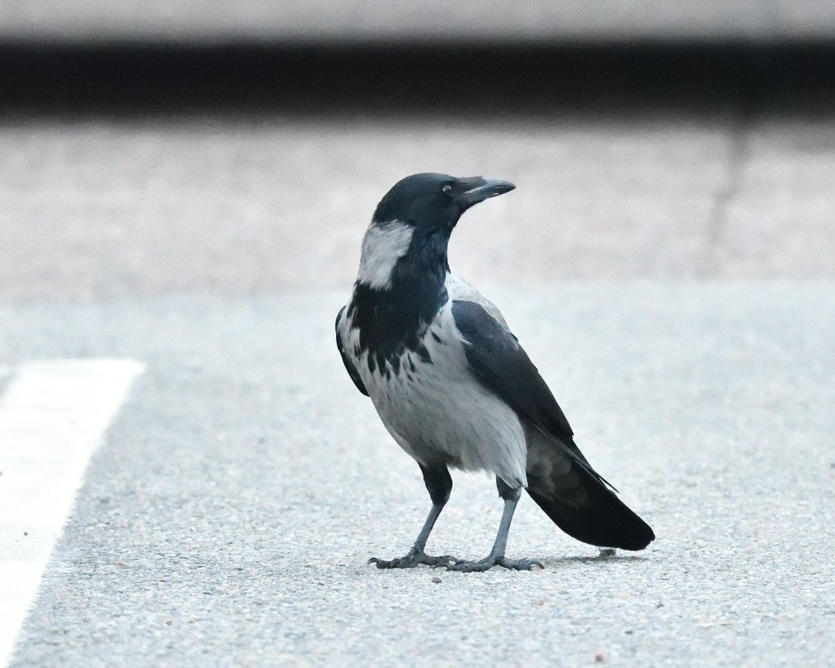 Happy to see these today #HoodedCrow #FortWilliam #Scotland