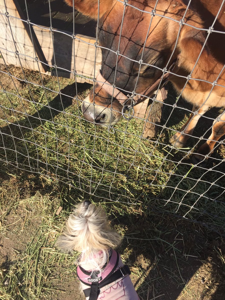 I have so friends on the farm 🐶❤️ 🐑 🐐 🐄. #farm #fun #dog #dogsoftwitter #dogs #cute #dogsofinstagram #ChineseCrested #animals #CuteSunday #CuteDog #dogslife #dogsarelove #dogshavingfun #sweet #sweetdog #dogsarefamily #funday #love #dogsandfriends #cuteanimals #Friends