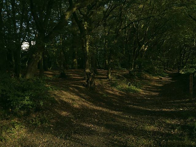 dubmill's tweet photo. Cozens Lane (sunken medieval drove road) #Broxbourne #Hertfordshire #droveroad #medieval https://t.co/9mISk1T0LH https://t.co/z2xZkRhDoZ