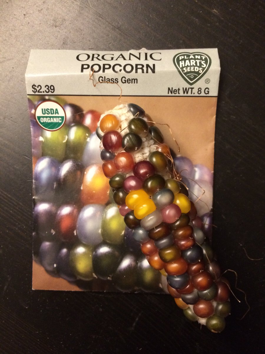 GaertenA's tweet photo. And here's the "Glass Gem" popcorn. Small cobs that are missing some kernels, but look surprisingly similar to the picture. #organicgardening #growyourown #popcorn #glassgem https://t.co/vq78OUG95v