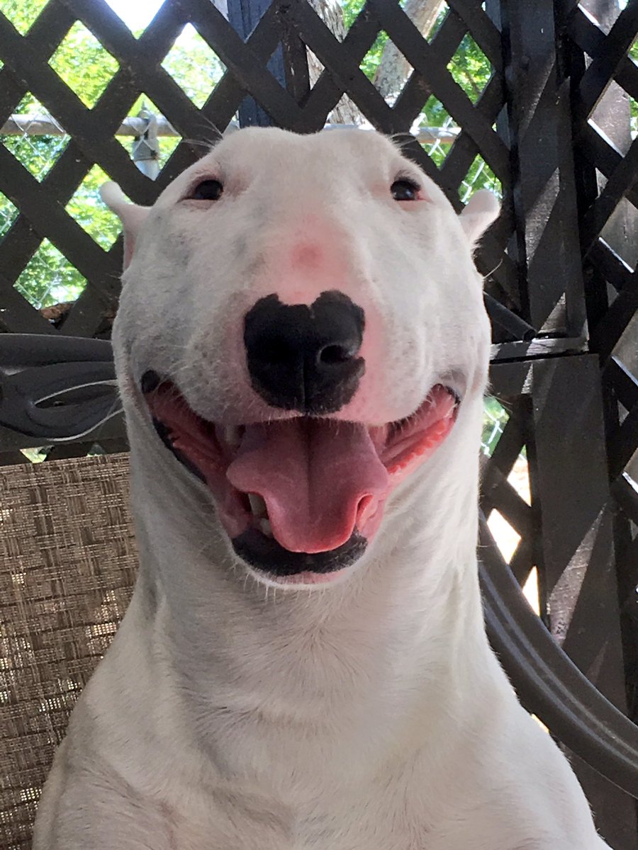 🐶 NELSON tweet media