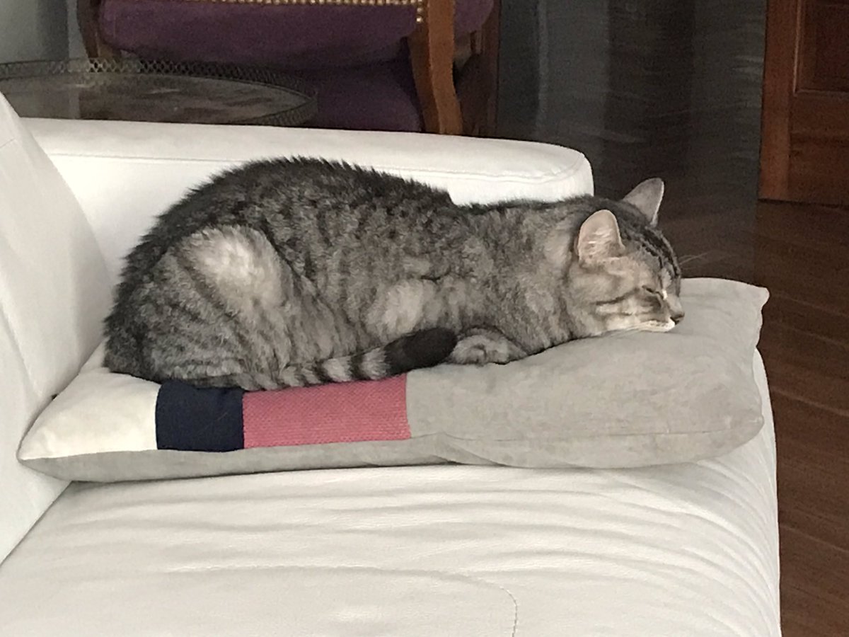 phoebeannecat's tweet photo. https://t.co/zISCR9bVHU