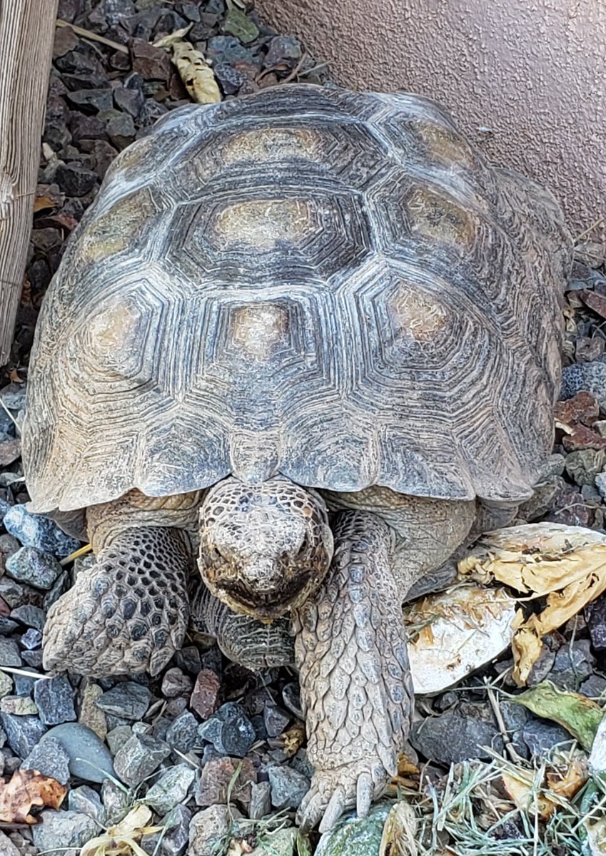 heatherfsmith's tweet photo. Our beloved desert tortoise Ellie got a perfect bill of health at the prehibernation clinic today! Many thanks to all of the excellent MWU College of Veterinary Medicine students for their assistance at her appointment. #VeterinaryMedicine #tortoise #Gopherus https://t.co/h7vIOuyba4
