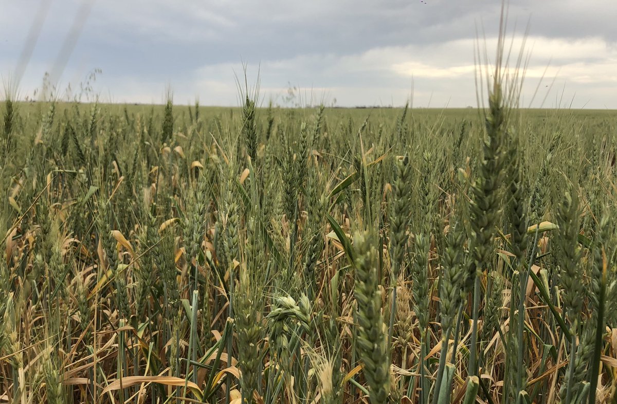 Mark Bennett tweet media