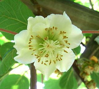 キウイの花 キウイの花