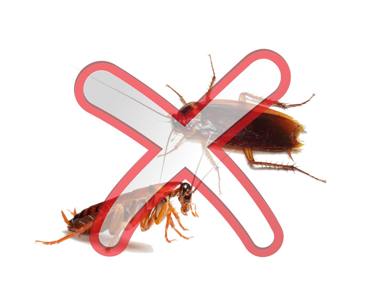 truebluecleanin's tweet photo. October 2019!
For only N12,000, eliminate cockroaches from your home. No harm to you, your family or neighbours. Experience no smell and have no need to leave the house. This service originally costs N15,000.
07031659221
T&Cs apply
#fumigation #cockroaches #cockroachfumigation https://t.co/5On4IKuWl1