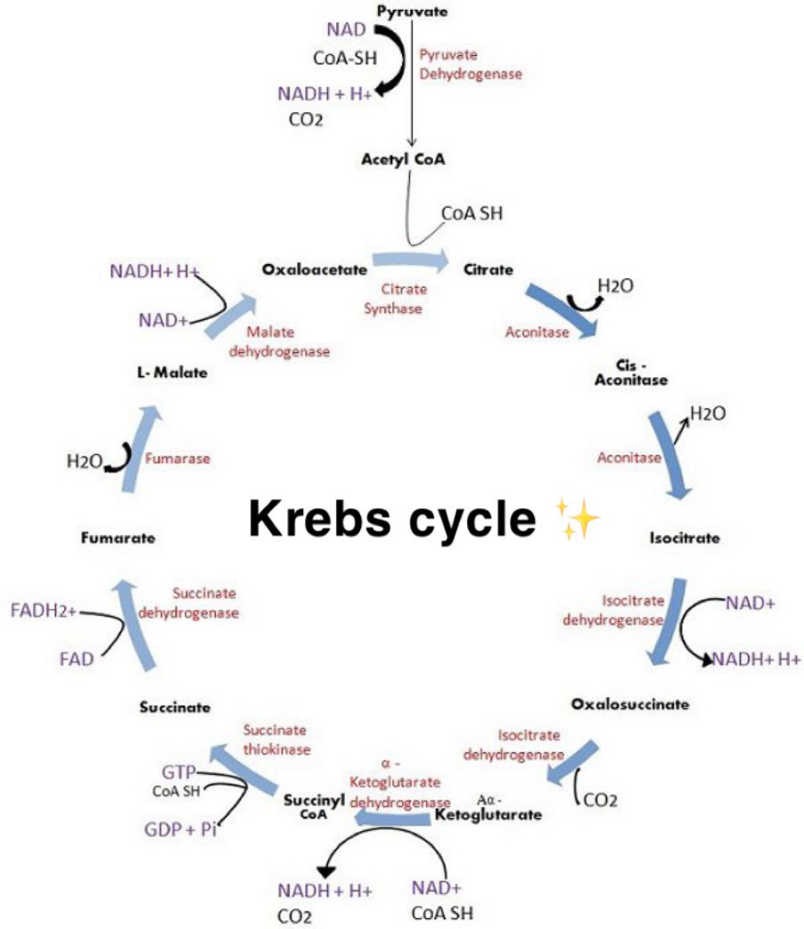 ghayda_basfar's tweet image. الطلاب الي عندهم مادة Biochemistry جبت لكم ملخصات ممتازة 😍👌🏼✨ 
هذه من اهم الاشياء الي تكون في Biochemistry 💕