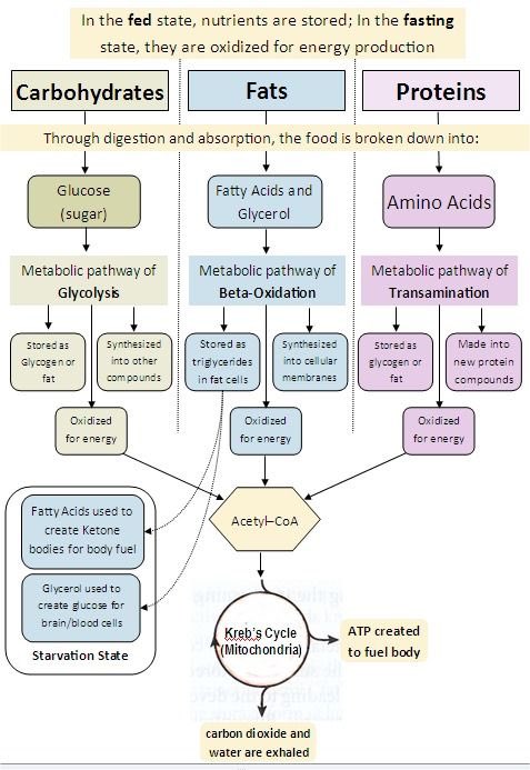 ghayda_basfar's tweet image. الطلاب الي عندهم مادة Biochemistry جبت لكم ملخصات ممتازة 😍👌🏼✨ 
هذه من اهم الاشياء الي تكون في Biochemistry 💕