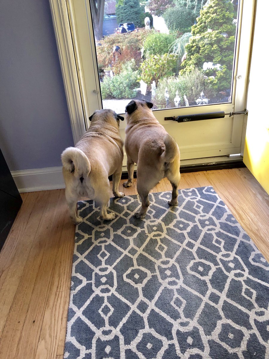 queenluluthepug's tweet photo. Whereโs my pizza?? I told poppy to order me a pizza an hour ago. It should have been here by now. I want that pizza... Poppy needs to call them and complain. He better have ordered it... POPPY!!! #pug #pugs #puglife #dogs #dog #doglife #DogLover #DogsofTwittter #pizza https://t.co/dEUOdeyCS3