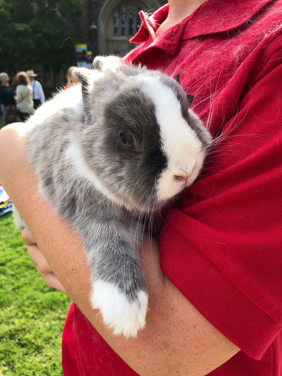 DurhamNC's tweet photo. Every year @DukeChapel hosts The Blessing of the Animals where creatures of all shapes, sizes, and scales received a blessing 🙏

Blessed thread 👇 https://t.co/Ugg0l7oqIk
