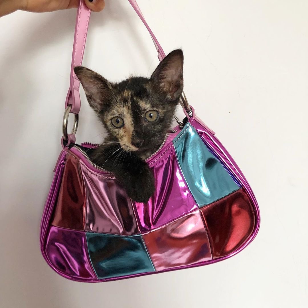WHat*S iN yEr PuRSeโ๏ธ ๐๐ฑ๐ https://t.co/lRNFGUo6Bf https://t.co/6auE4Zki7j