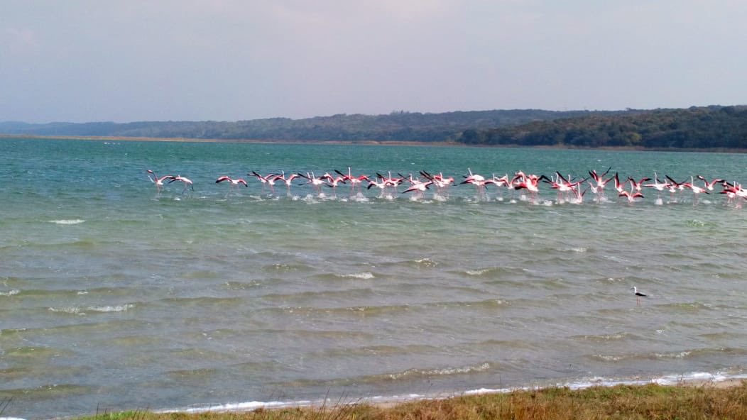 Anvil_Bay's tweet photo. A flamboyance of flamingos visit Lake Machai @anvil_bay 💙 
#elegantbeauty #nature #flamingo #wildbirds #birdlovers #birdofparadise #naturelovers #flamingos https://t.co/xYYLzYCCvT