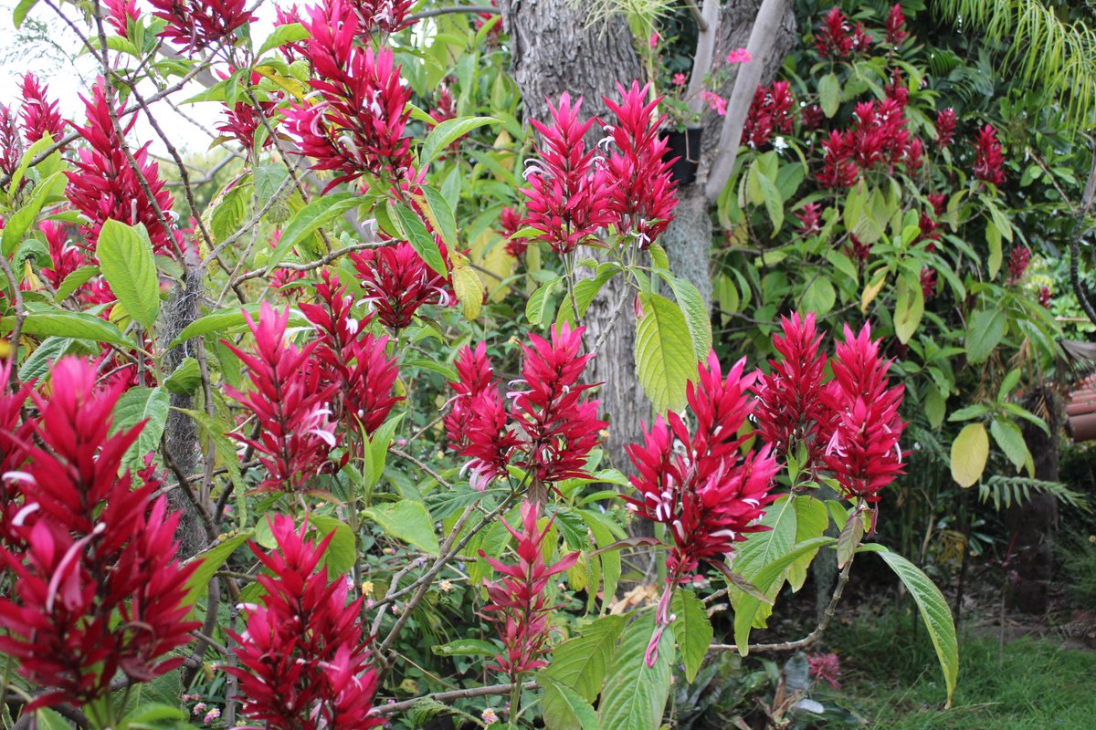 PlantShowcase's tweet photo. Sharing a little more on my Brazilian Red Cloak (Megaskepasma erythrochlamys). This year has been stunning for the vivid brilliance in color this wonderful plant is capable of. And I've made a little video about it too. https://t.co/cFS3lZWjeq https://t.co/r6IyuvpLiG