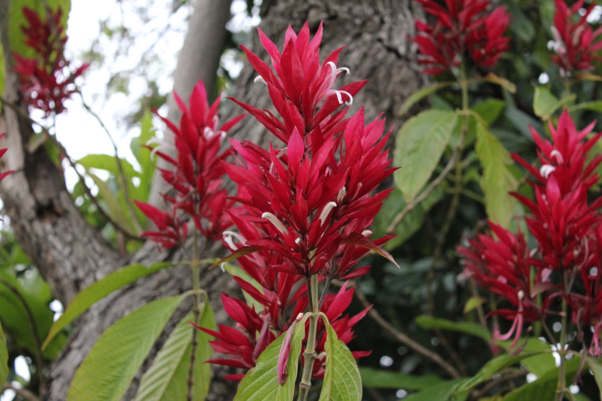PlantShowcase's tweet photo. Sharing a little more on my Brazilian Red Cloak (Megaskepasma erythrochlamys). This year has been stunning for the vivid brilliance in color this wonderful plant is capable of. And I've made a little video about it too. https://t.co/cFS3lZWjeq https://t.co/r6IyuvpLiG