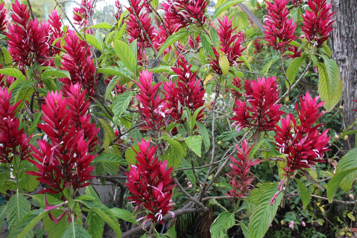 PlantShowcase's tweet photo. Sharing a little more on my Brazilian Red Cloak (Megaskepasma erythrochlamys). This year has been stunning for the vivid brilliance in color this wonderful plant is capable of. And I've made a little video about it too. https://t.co/cFS3lZWjeq https://t.co/r6IyuvpLiG