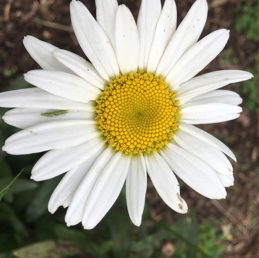 Salisbury House &amp; Gardens featuring white blooms in late summer #desmoines #iowa #gardens