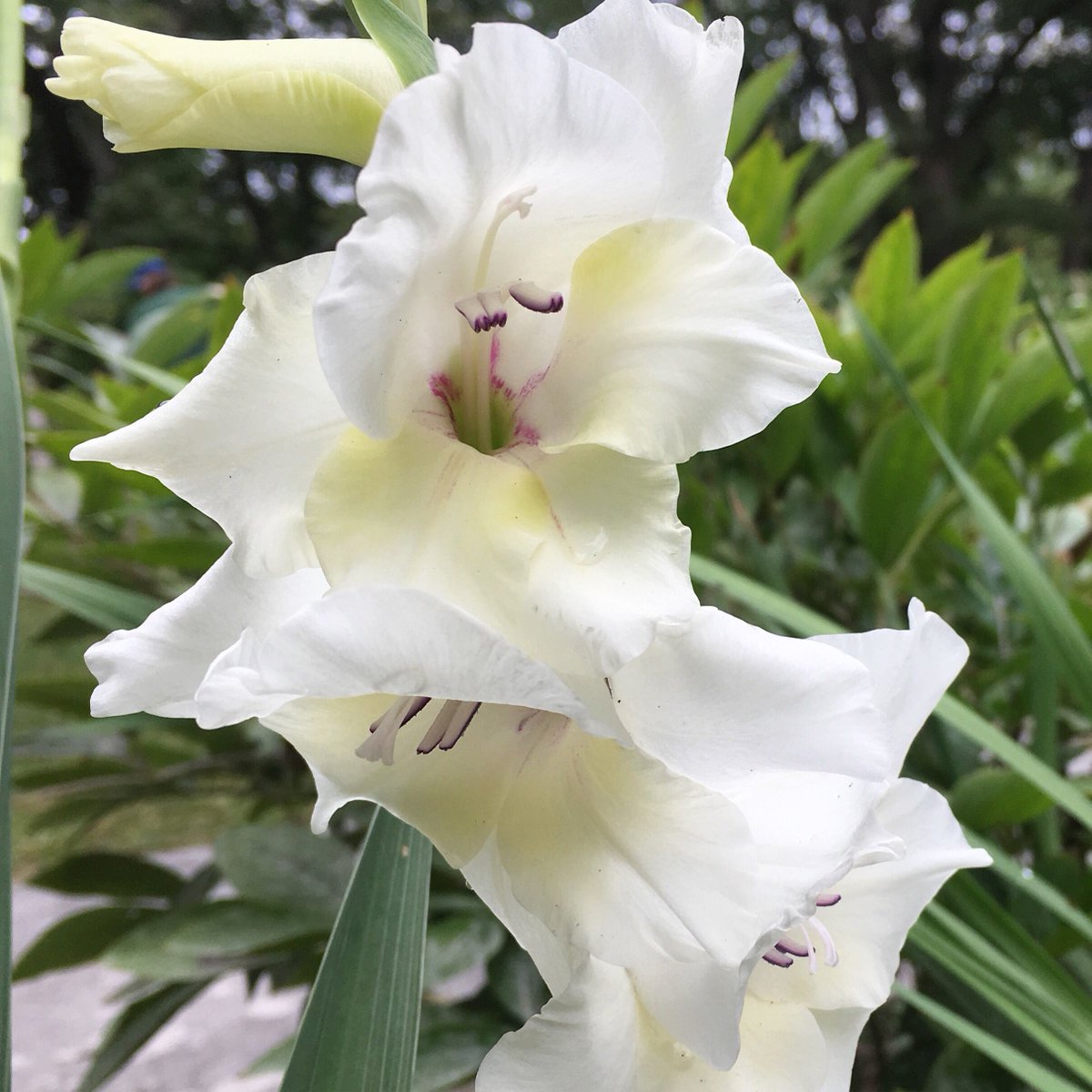 findagarden's tweet photo. Salisbury House &amp; Gardens featuring white blooms in late summer #desmoines #iowa #gardens https://t.co/YwKc2NrUS5