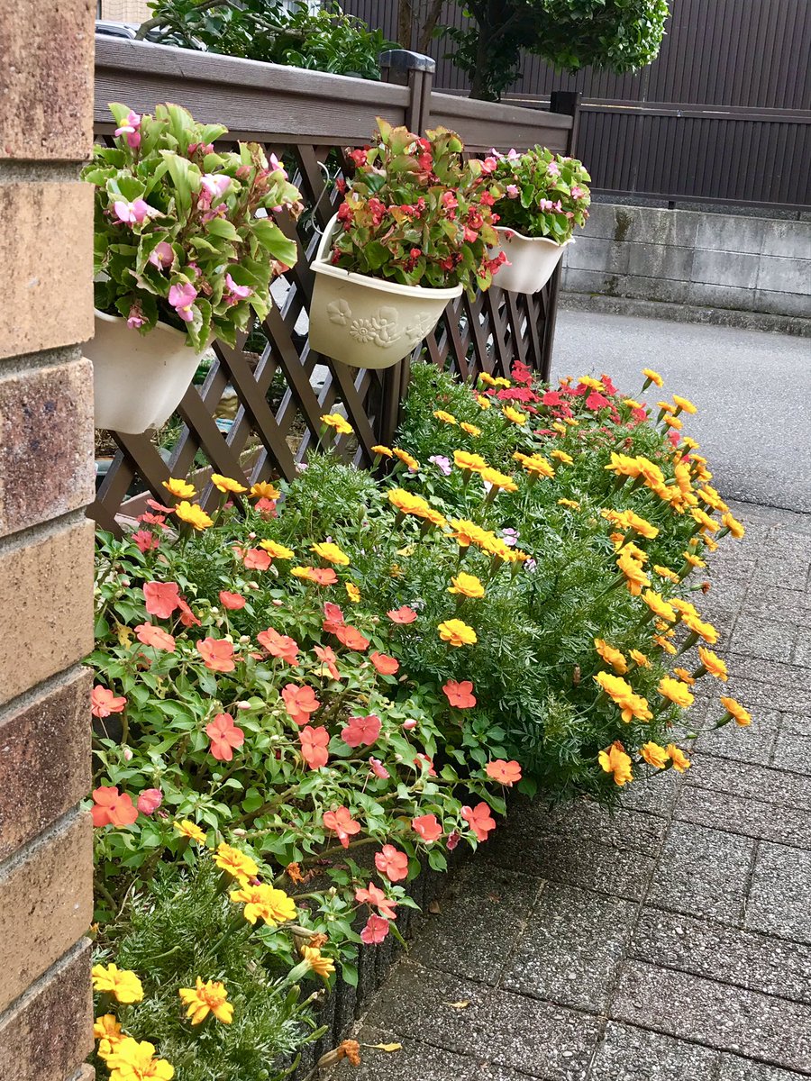 Paulohkawa على تويتر おはようこざいます 10月になっても真夏の陽気が続くせいか花壇の夏の花は元気に咲いています 今週も元気にスタートしましょう V 花壇の花 マリーゴールド インパチェンス ベコニア