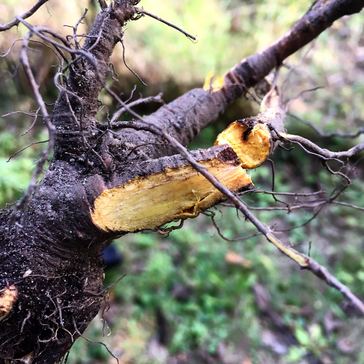 EarthseedDet's tweet photo. Yellow dock, lovely root that helps with proper elimination, iron absorption, functioning of the bowels. #earthseeddetroit #herbalism #herbalist #vandelea #rumexcrispus #yellowdock #rootingaround #rootwork https://t.co/6PbhxerGHm