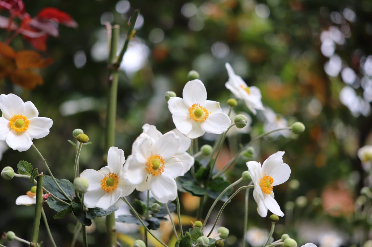 えり おはようございます Pa Twitter 庭の シュウメイギク 今1番のキンポウゲ科 朝夕に浮かび上がる白い花と蕾 まつげ美容液を付けている訳でもないのに充実した蕊 そして風に揺らぐさま 乾燥に気をつけてね お肌が いえ葉が焼けやすいから