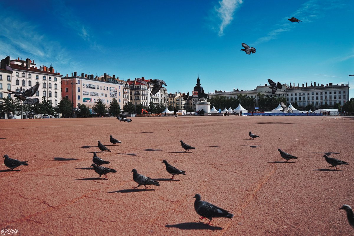 DES HABITANTS DE LA PLACE
🕊️🕊️🕊️🌁🕊️🕊️🕊️
#photos #photography #lyon #lyonphoto #photo #lyonphotos  #sonyalpha7 #photooftheday #centrevillelyon #lyoncity #france_focus_on #visitlyon #igerslyon #lyonmaville #france #pigeon #bellecour #lyonfrance #pigeons #streetphotography #lyon