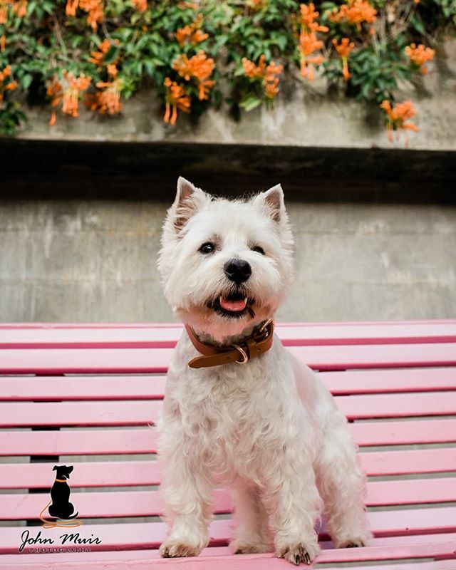 J0HN__'s tweet photo. 🐶🥇 .

The 'elegent hero pose', @bygucciandchanel 😁. .

#powerhouse #powerpose #heroshot #westhighlandterrier #westiesofig #westie https://t.co/JeN1r3eeYD #johnmuirphotography https://t.co/wie9Fz9ayp