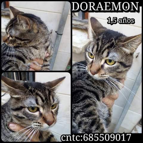 Tatyanavv6's tweet image. ACTUALIZO 07.10.19
NO HA LLAMADO NADIE PREGUNTANDO POR ÉL 
 😢😢😢😢😢
 Por favor ayuda

Doraimon, se le ha hecho analítica y pruebas en el veterinario y está sano. Es tristeza, no quiere estar sólo necesita un hogar, ha dejado de comer y se va a morir,