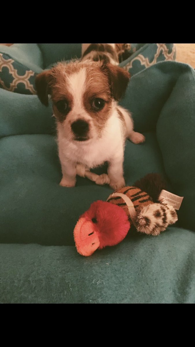 Baby photo challenge...... I’ll start it.... share yours below. Don’t forget to retweet 👍🏻 #dogsoftwitter #puppy