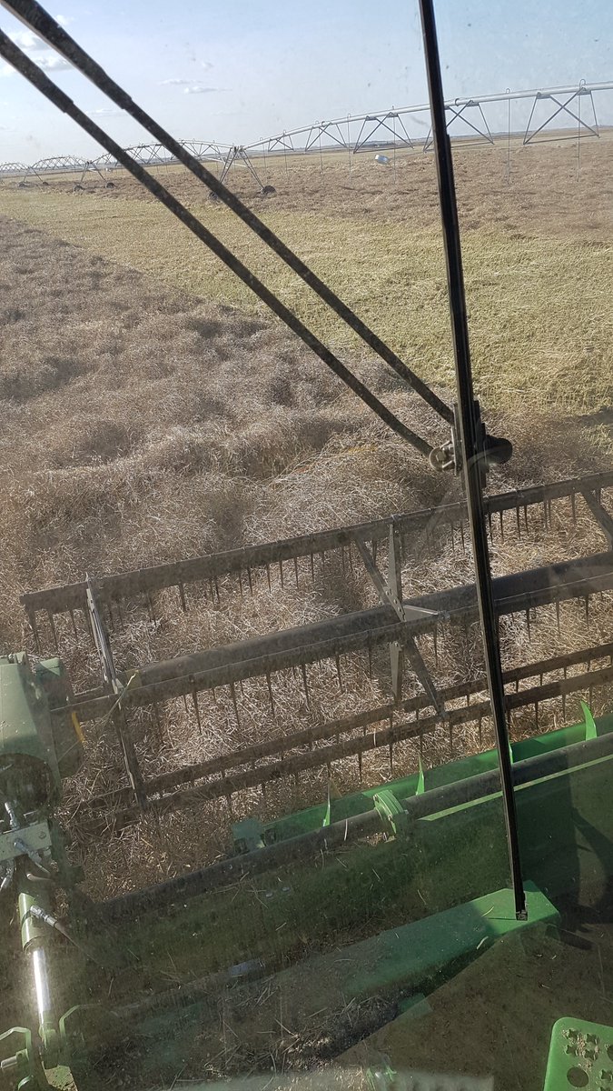 Goldendeefarms's tweet photo. Flat canola is still #canola. So glad we planted a straight cut variety. #harvest19 #skag #postsnow https://t.co/z5hnPgocZ2