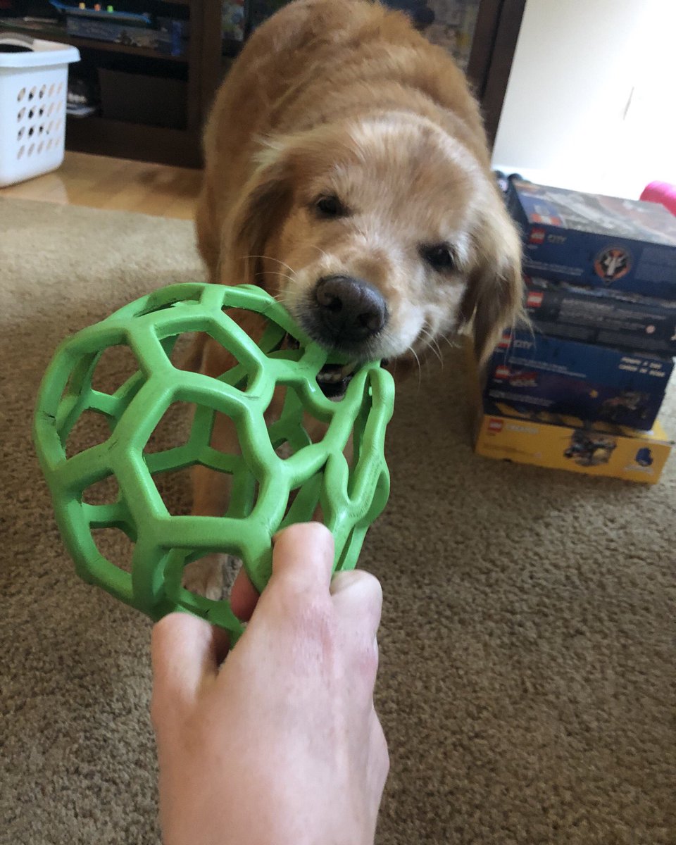 TourdeShadow's tweet photo. Still going after it! #tugofwar #favoriteball #strength #goldenretriever #Shadtastic https://t.co/HckvIFcm1H