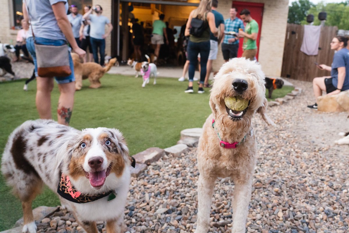 barkbarlr's tweet photo. ARTF = Always Ready To Fetch
❤️🐶❤️
#BarkBar #Barkansas https://t.co/eW0zsxcwPs