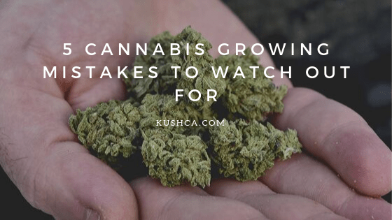 KushCA_'s tweet photo. 5 Cannabis Growing Mistakes to Watch Out For https://t.co/aRKUwNvyjN https://t.co/ok3yDeZq16