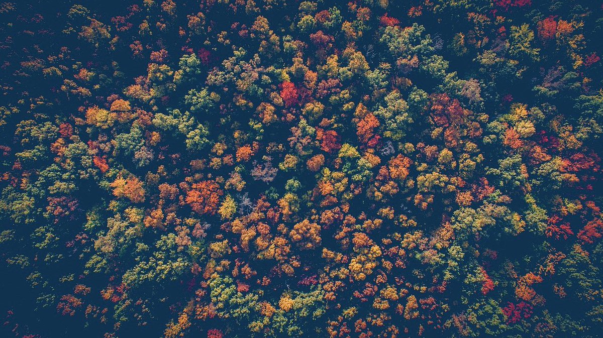 AmbianceWindow's tweet image. These gorgeous fall colors are perfect inspiration for a home decor refresh.

Check out our guide to window coverings by room: bit.ly/2YwY44o