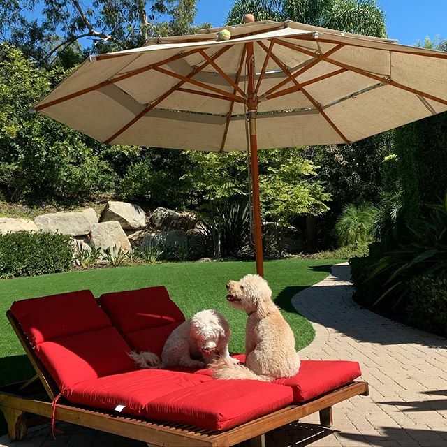 IAmPhilKelly's tweet photo. When the ball gets stuck in the umbrella...what’s a fella to do? #leroygoldendoodle https://t.co/prCgVmu8M1 https://t.co/0LIFzuAAHX