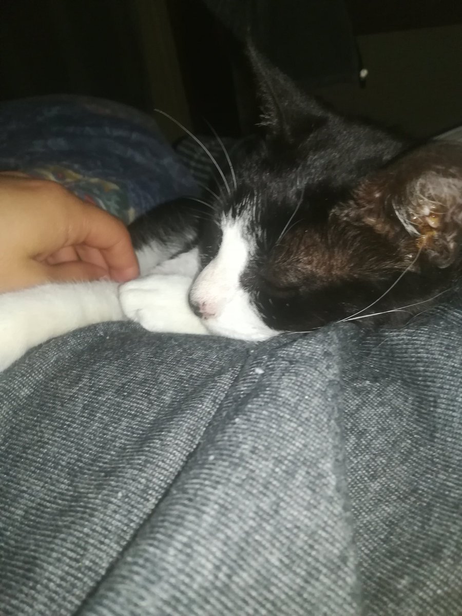 SnoopyRossental's tweet photo. Buenas noches a todos. Vamos a comenzar una nueva semana llena solo de cosas buenas.
#Nerri ya instalada en la cama con mi hijo y su infaltable ronroneo nocturno. 😴😴🐱 https://t.co/svuHxPHqMD