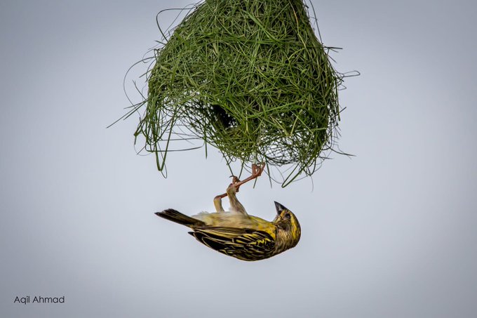 Eurasian Siskin nest