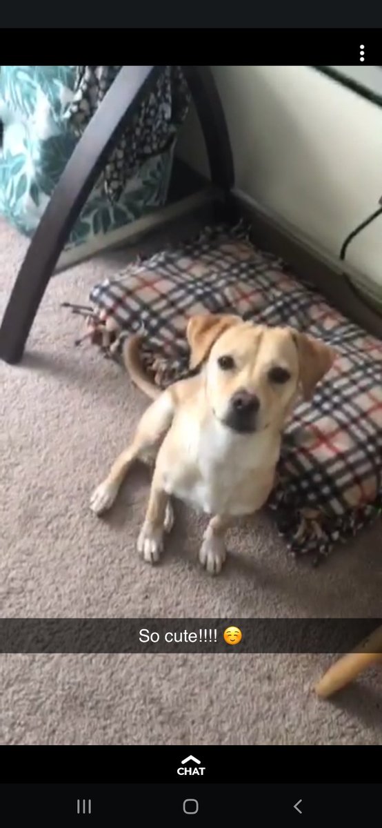 Um_itsjon's tweet photo. The Puppers ms. lily 
Hide your shoes 
Pillows
Laptop cords
She loves them all. https://t.co/Ehew5ZRuDA