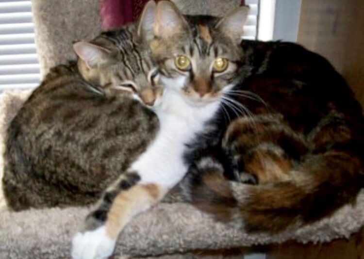 stcazvolunteers's tweet photo. Peugeot was only 5 months old when she had her kitten, Maya. They have always had a special bond. Their caretaker is going into a group home and they are not allowed. #Adopt #CatsOfTwitter #MessAZ #GilbertAZ 🐾 https://t.co/OmuxLeZhRZ https://t.co/Kny9pNjxIA