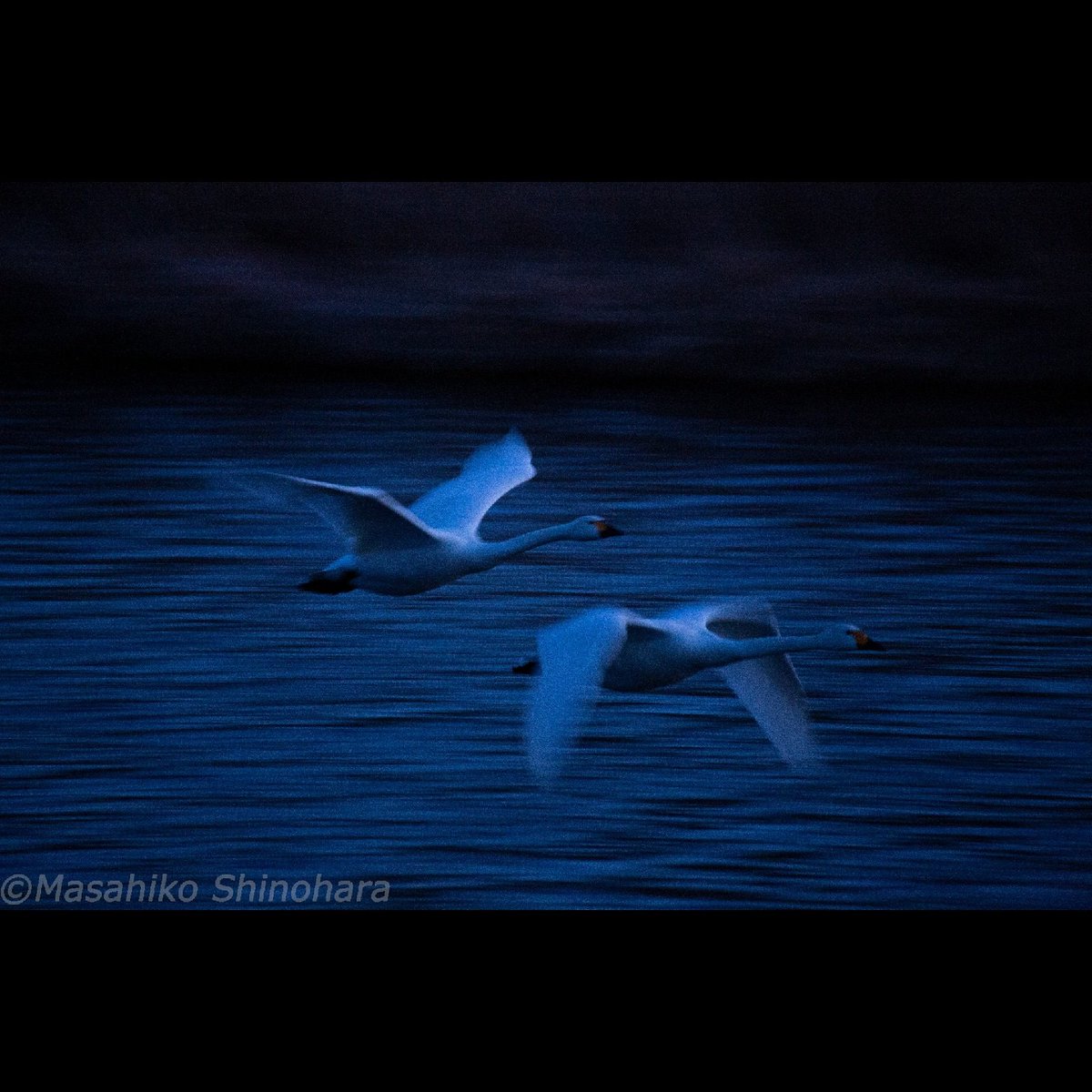 'Soar before dawn'
日本語タイトル
『夜明け前の飛翔』
#wildlife #wildlifephotography  #nature #naturephotography #swan #swanphotography #nagano #winter #winterphotography #photo #photography #photograph #japan #写真 #動物 #動物写真 #日本 #長野 #安曇野 #白鳥 #流し撮り #一眼レフ