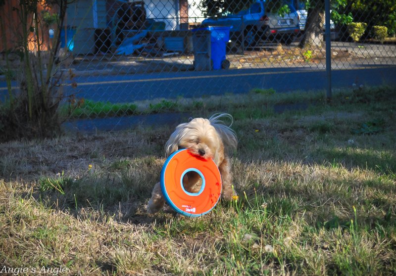 Penguinsangel's tweet image. #ad Click click here - - &amp;gt; &amp;gt; ooh.li/022a31c &amp;lt; &amp;lt; - -

Find out the fun that is coming for #NationalFetchDay - let's have a BIG dog party *reply with your furry babies!*

It's time to #MakeFetchHappen with #ChuckIt

- -  - -