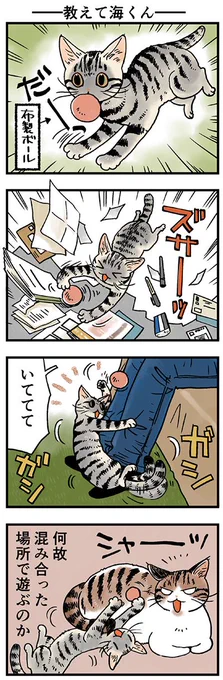 「教えて海くん」
なぜなのか。
(山野りんりんさんの「猫まみれライフ」)今週は1話更新です。⇒ 