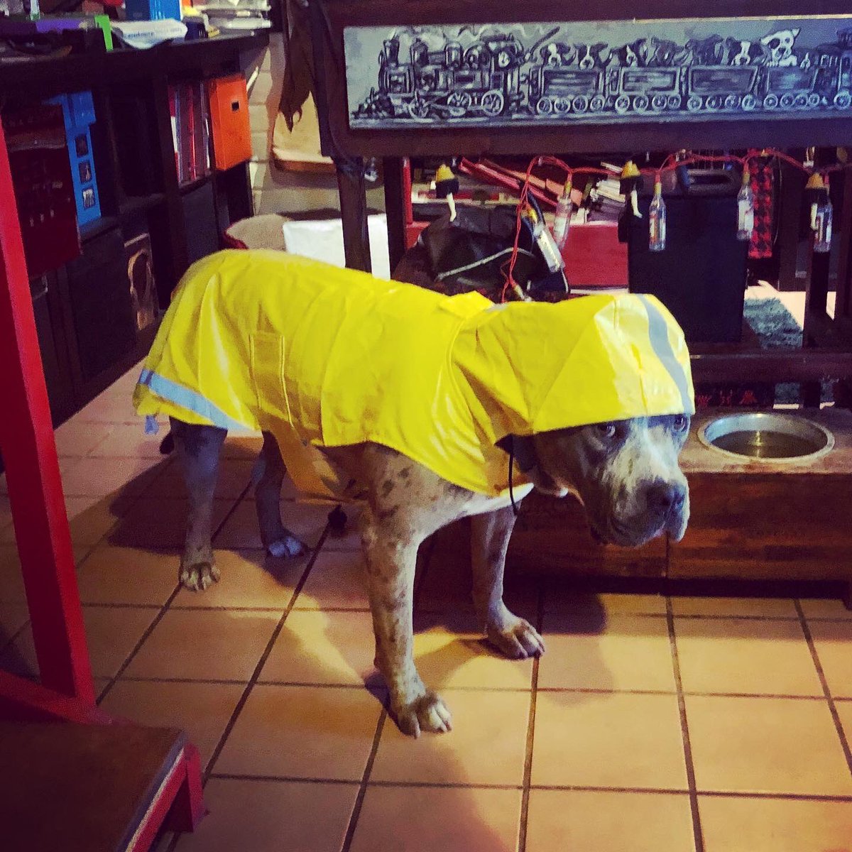 pitbull raincoat
