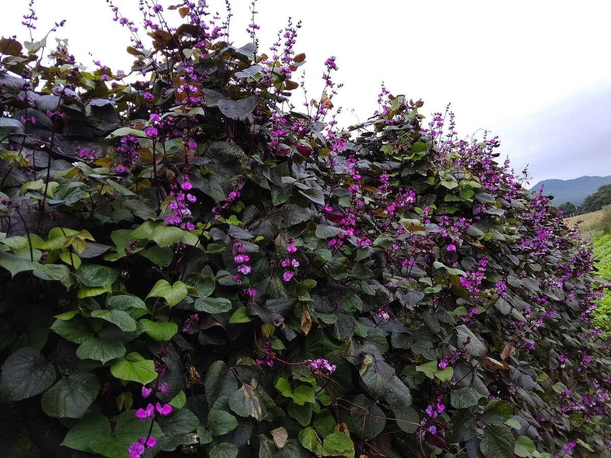 ルビームーン Twitter Search Twitter