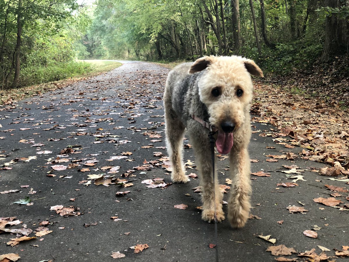JessStumpf's tweet photo. Sundays are for the Doodle Trail. πΎ π #easleydoesit #exploreeasley #discoversc https://t.co/JsAcoVELbU