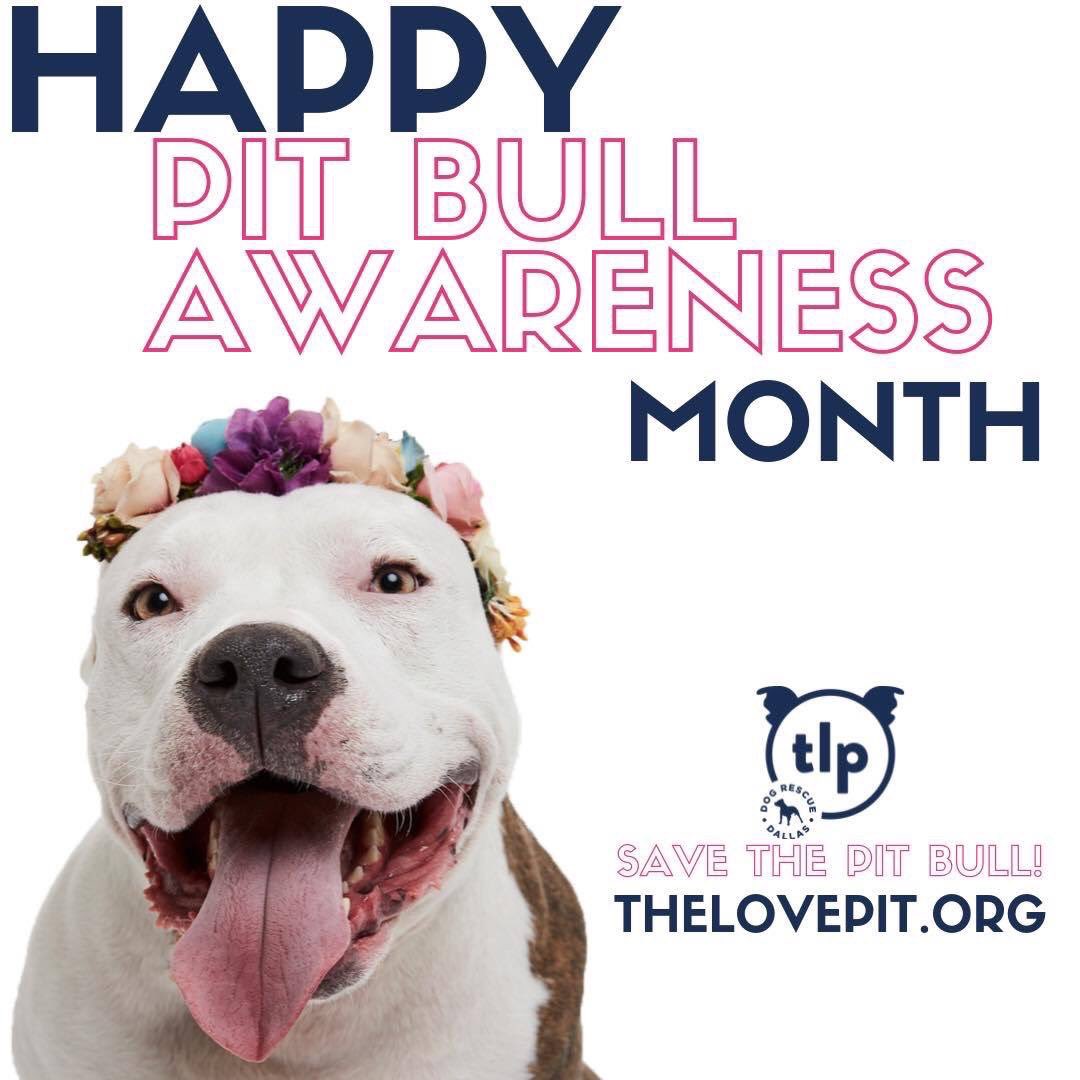 #SavethePitbull #pitbulladvocate #PitbullAwarenessMonth #AdoptDontShop #rescuedismyfavoritebreed #pitbulllover